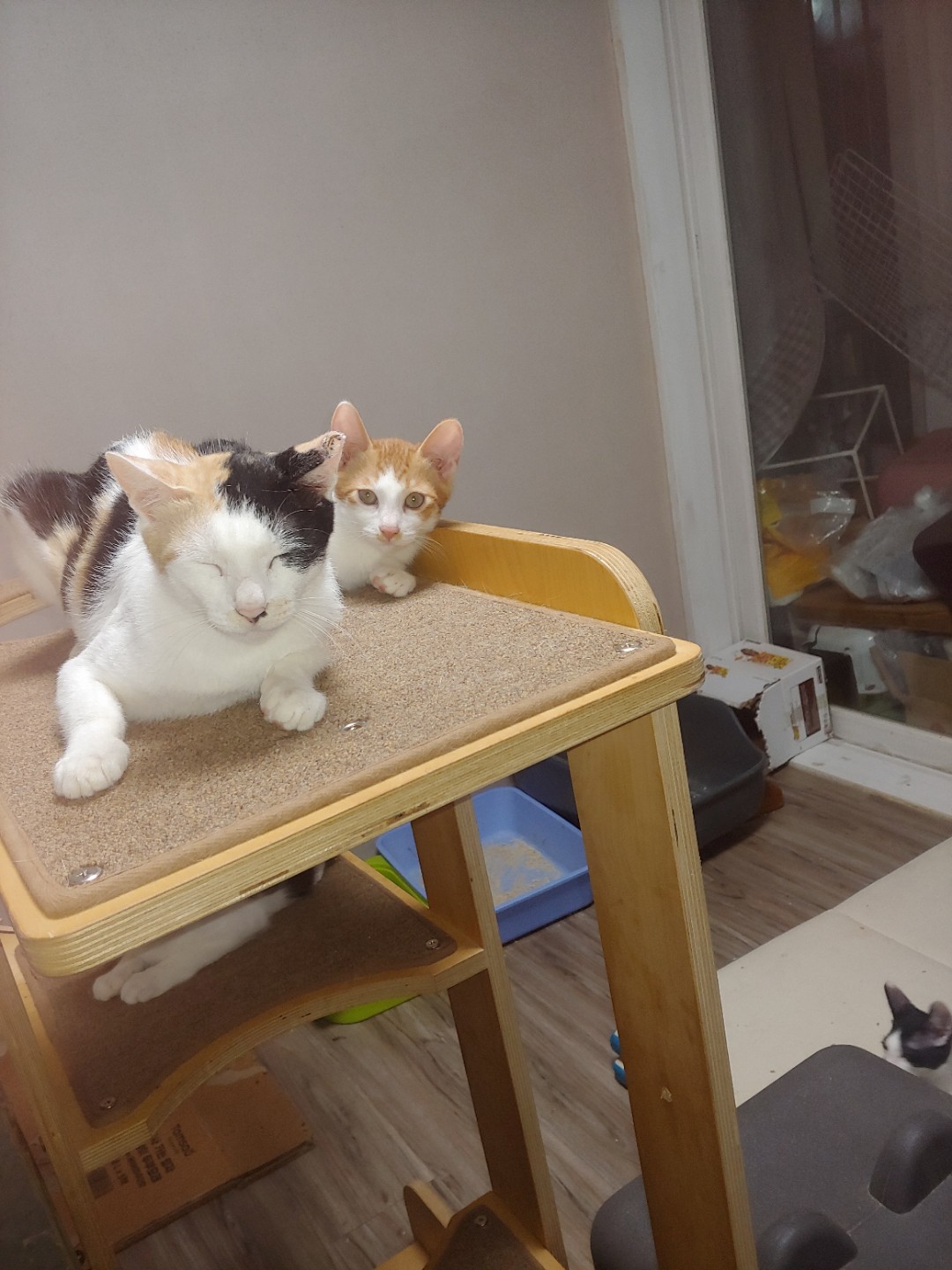 안녕하세요 우리집 고양이여요