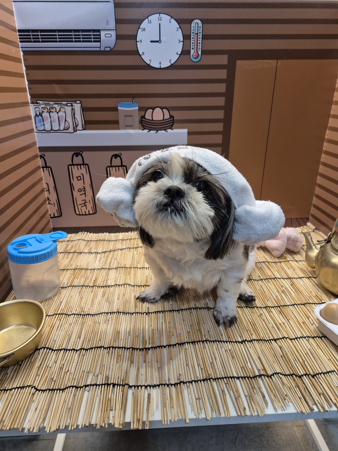 춘심이 댕이 13살이랍니당