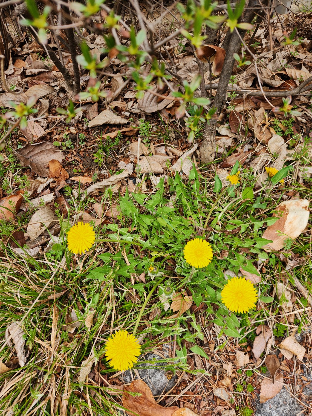 오늘의 민들레 꽃