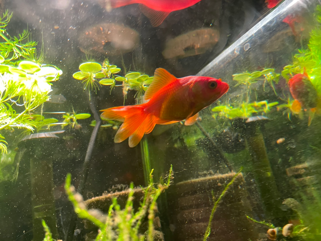 다 좋아서 둘 다 키워요