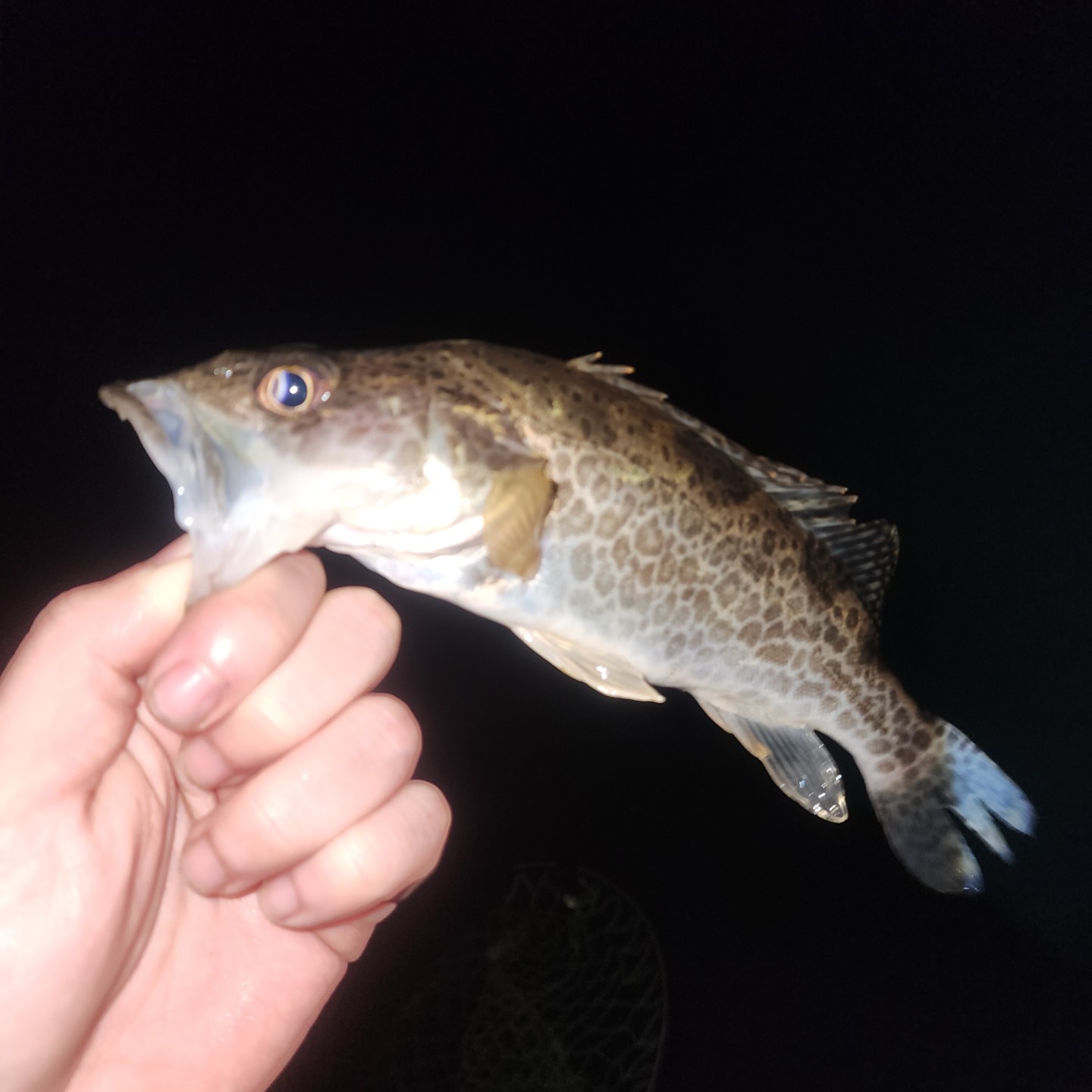 낚시좋아합니다 3.27 임진강 마수 ㅎㅎ