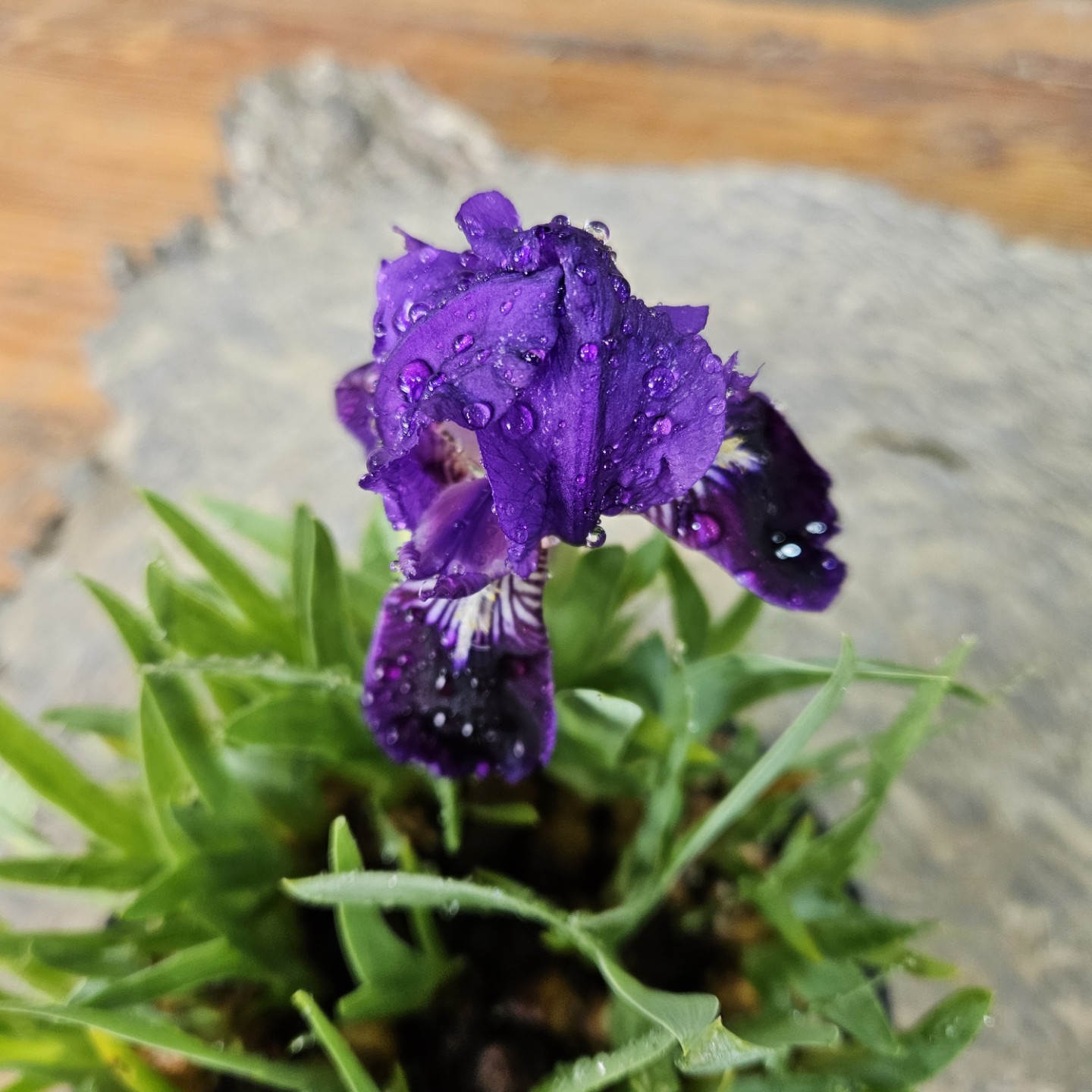 Post image 4