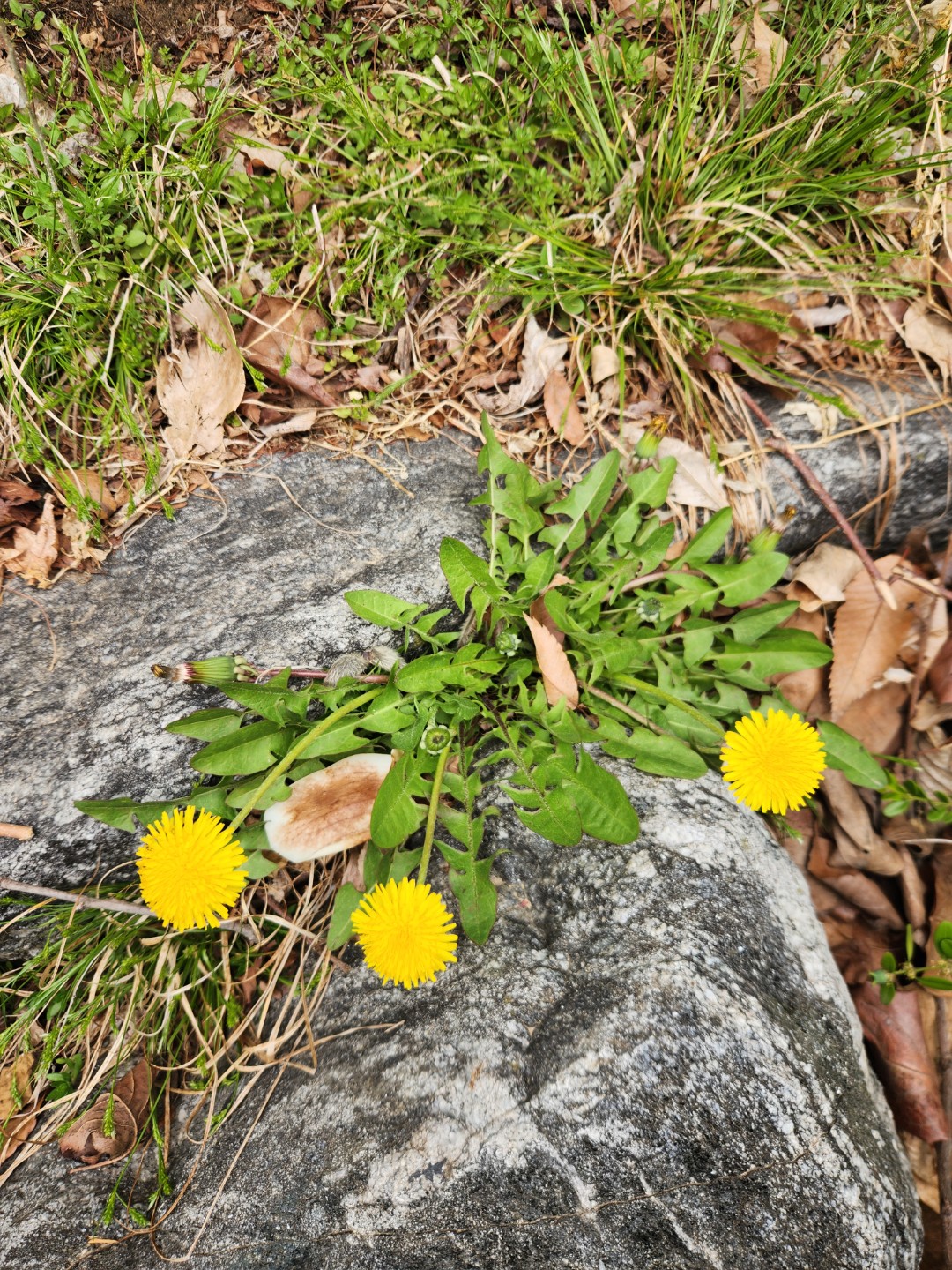 오늘의 민들레 꽃