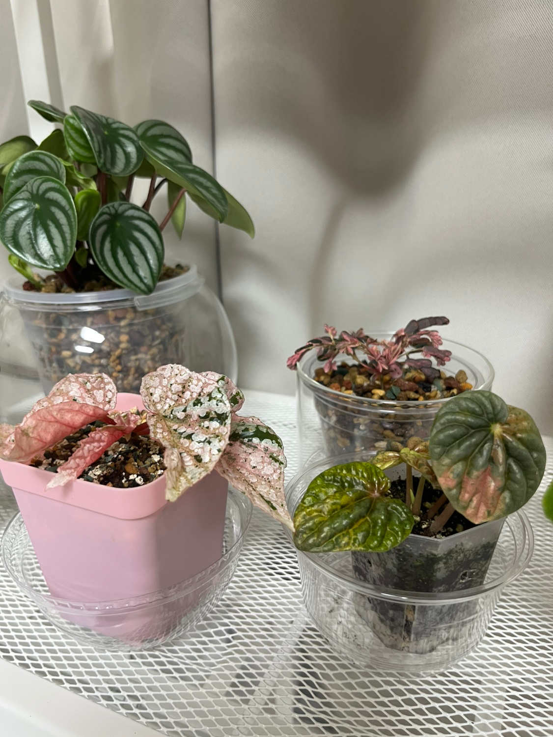 안녕하세요 초보 식집사입니다~~