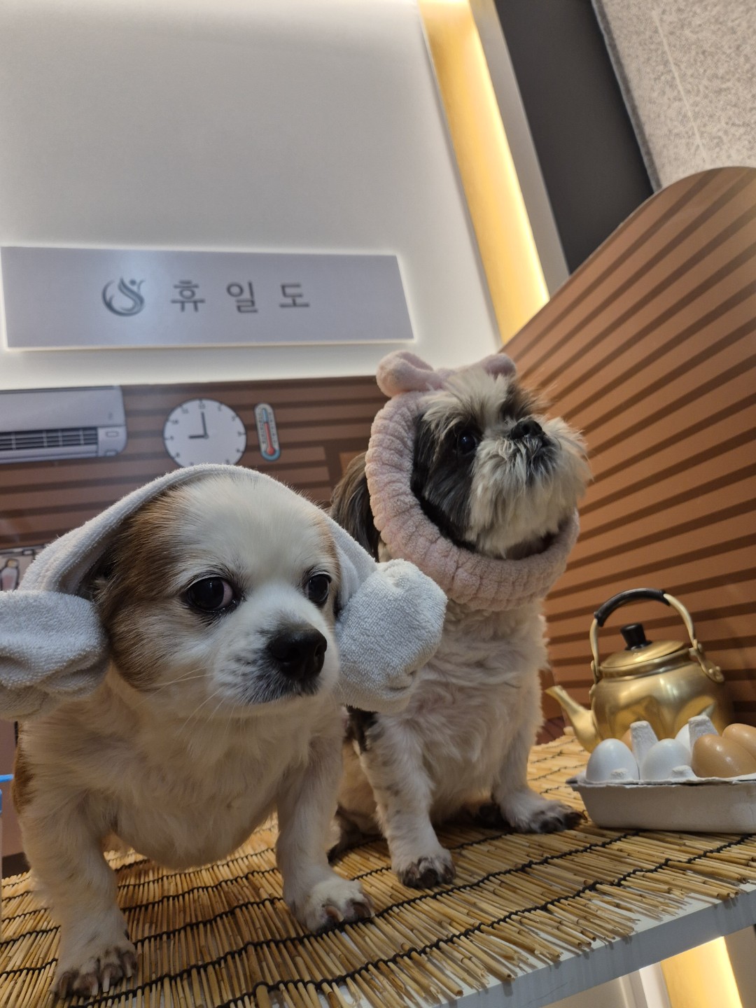 춘심이 댕이 13살이랍니당