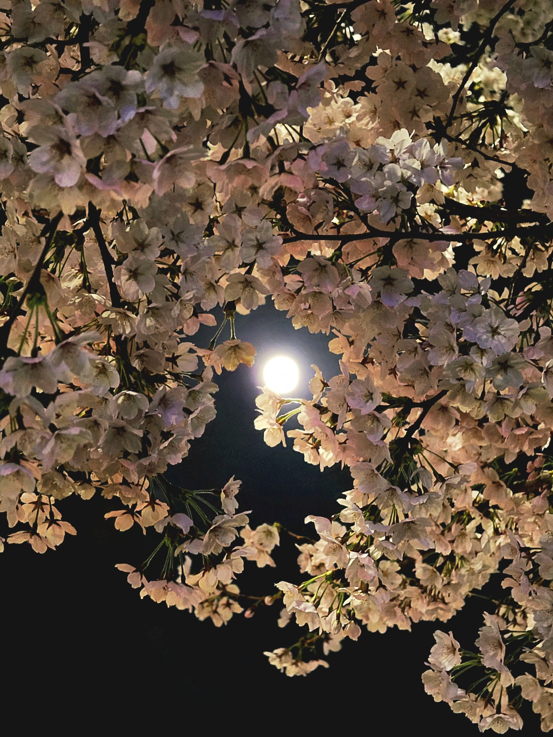 Post image 6