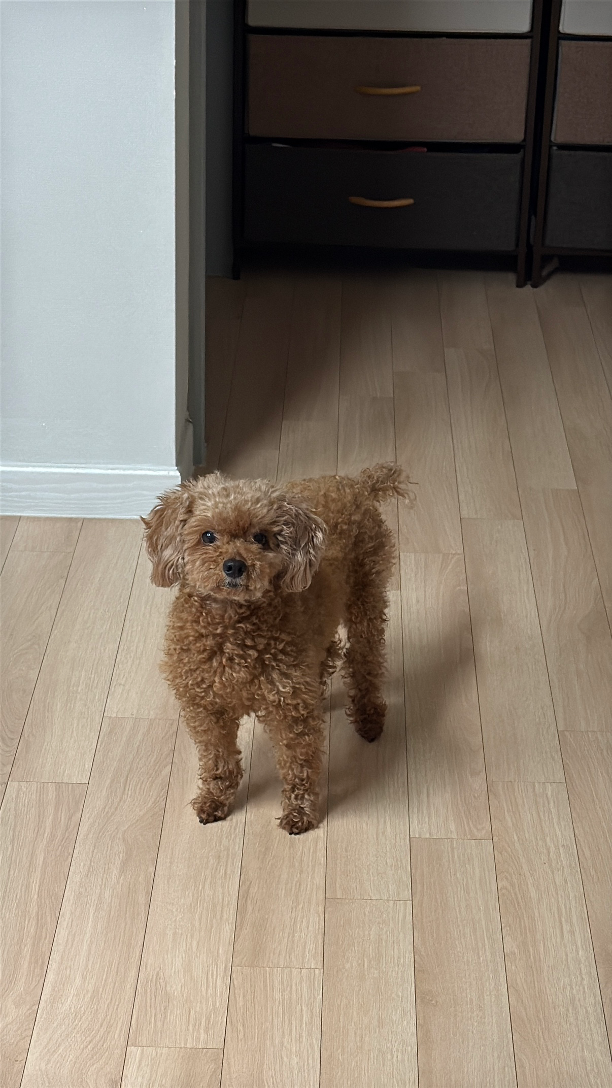 늠름한 저희집 푸들 귀엽죠 미모견임