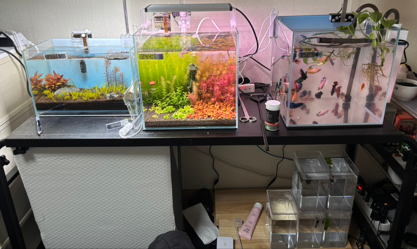 수컷베타5 암컷베타 열몇마리