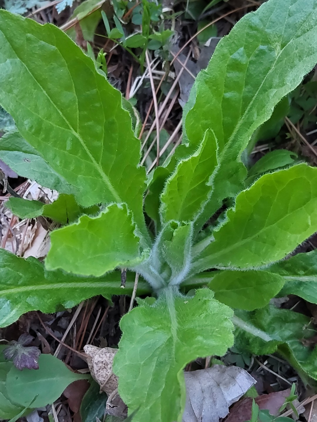 쑥 그리고  망초대 나물