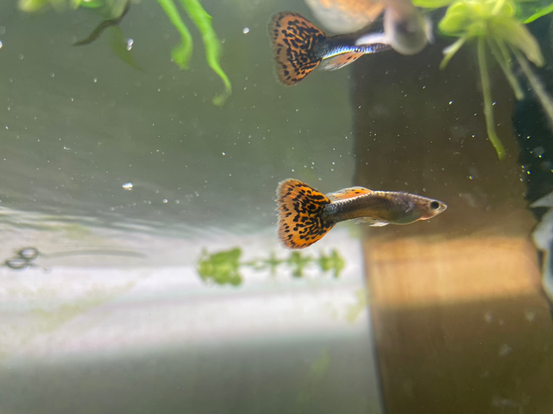 다 좋아서 둘 다 키워요