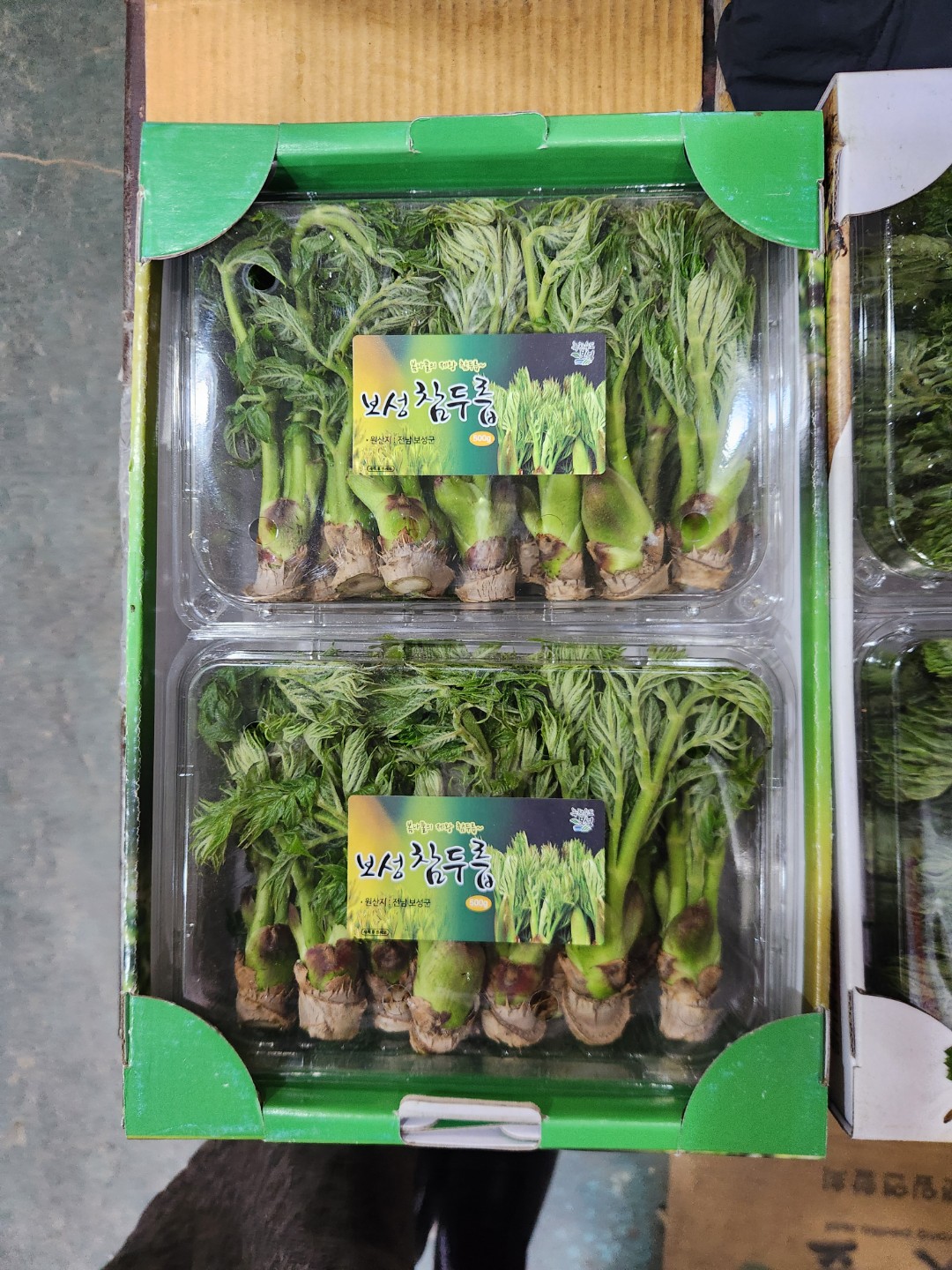 두릅 한번 드세요