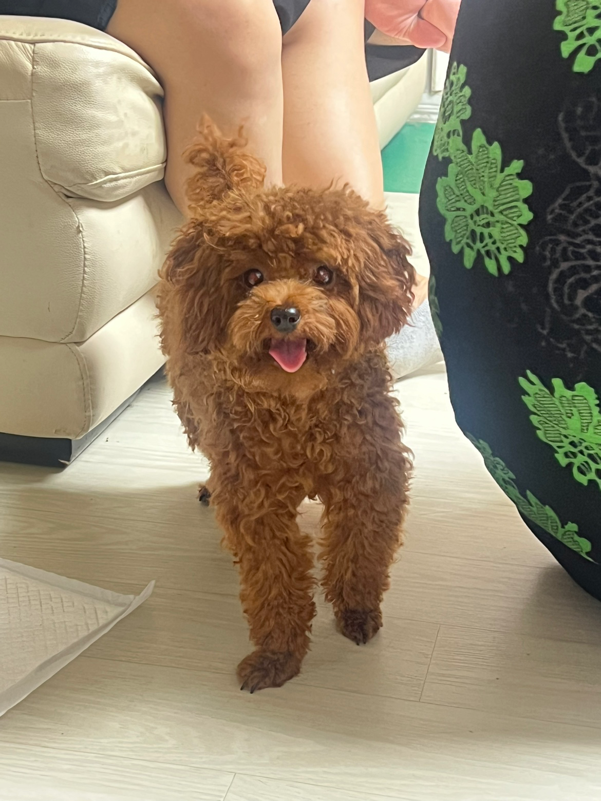 말티푸라고 했는데 맞나요??