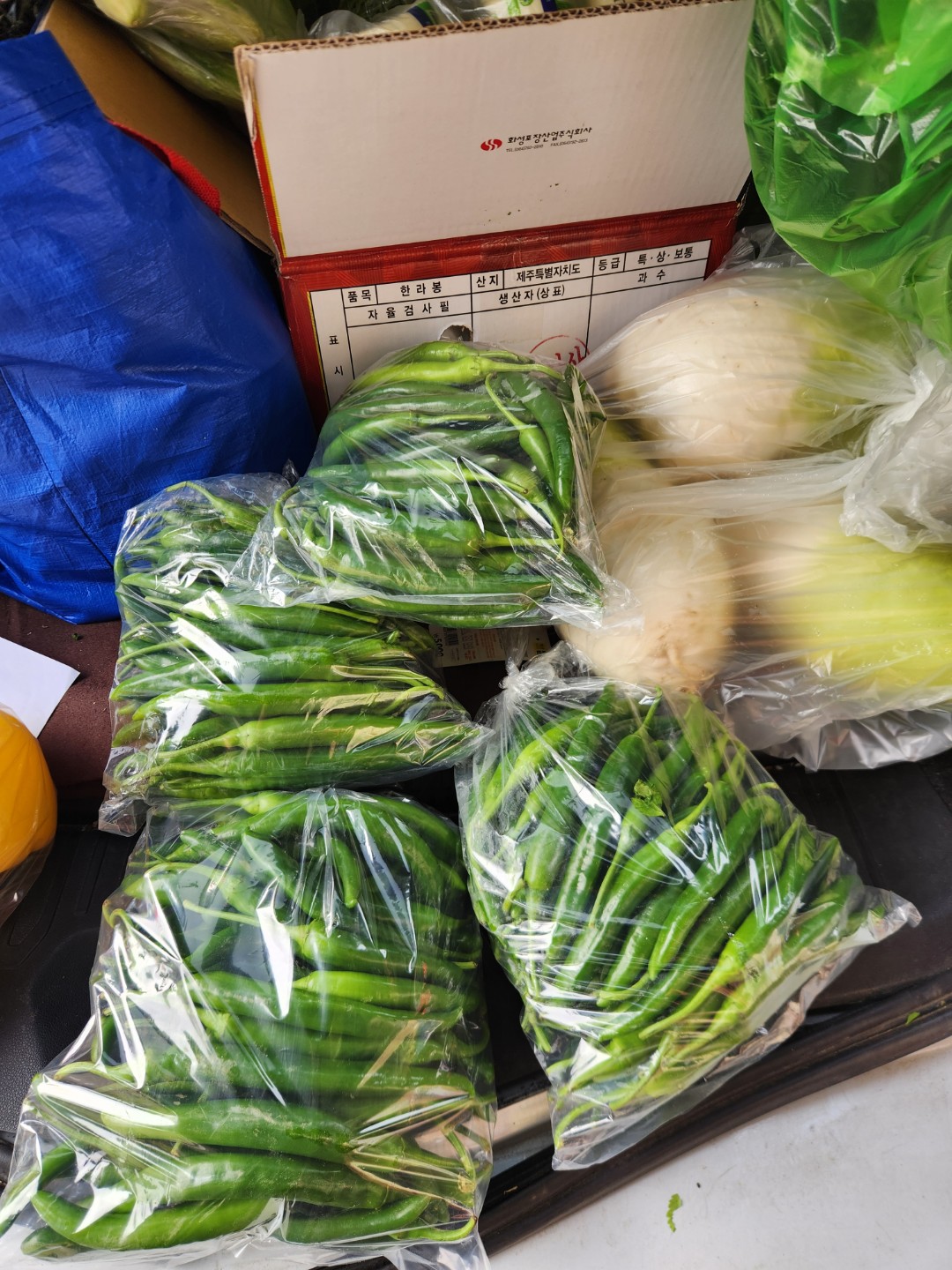 풋고추의 왕 롱그린 고추!!