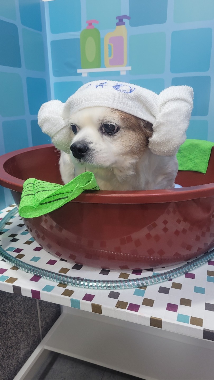 춘심이 댕이 13살이랍니당