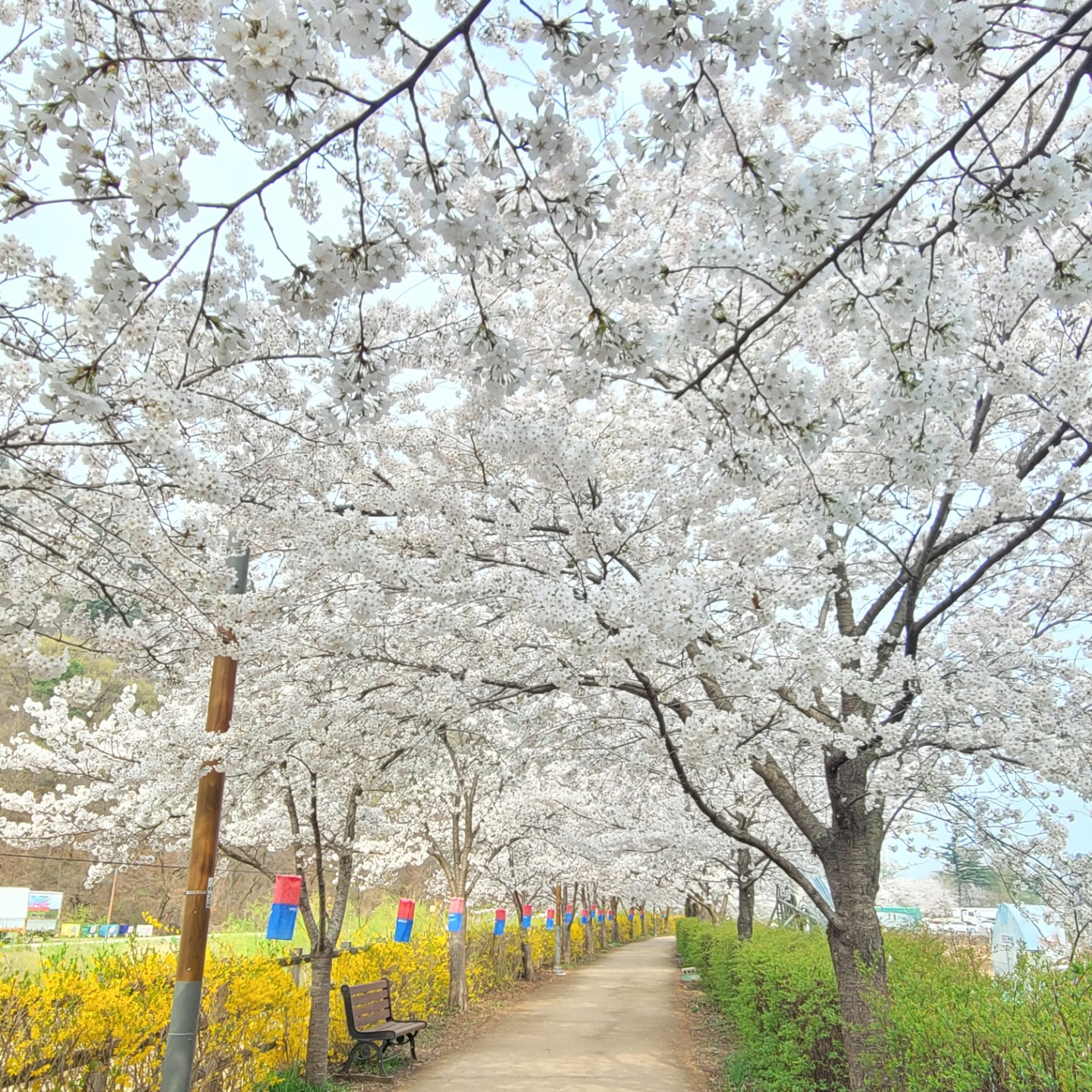 대구는 벚꽃이 만개했습니다ㅎㅎ