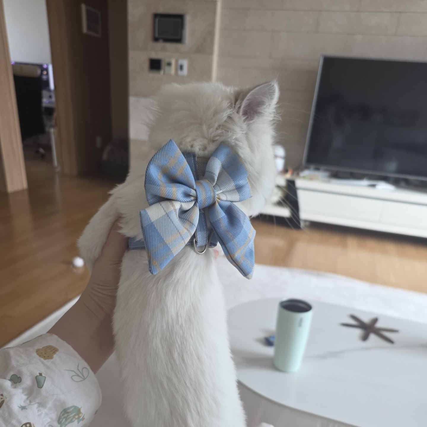 저희집 김먹구름 소개합니다!