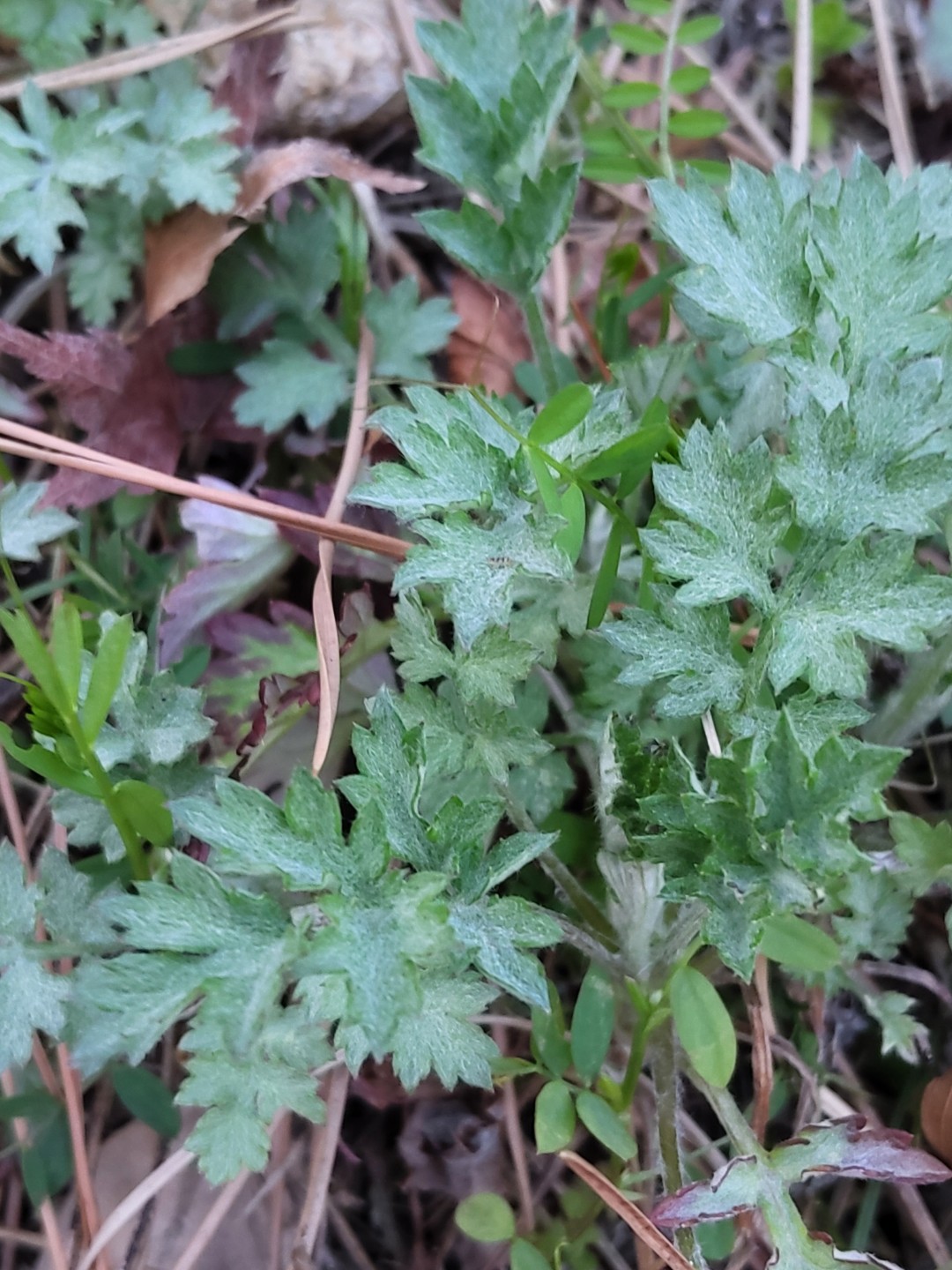 쑥 그리고  망초대 나물