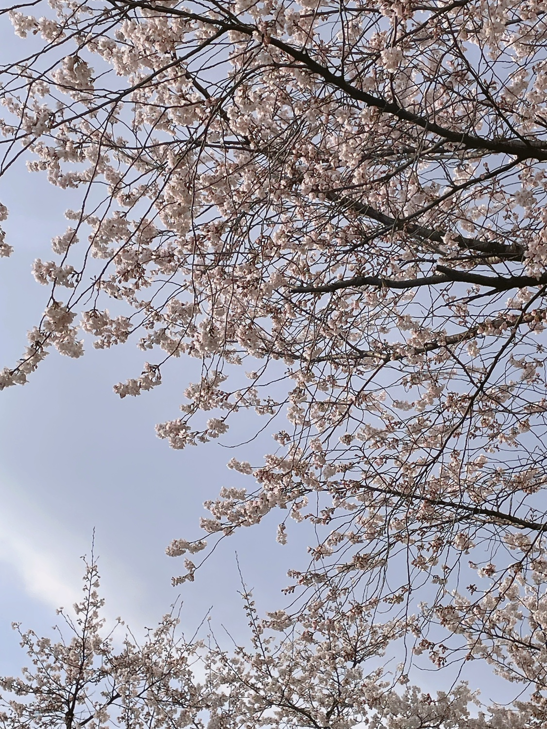북서울의숲 벚꽃🌸