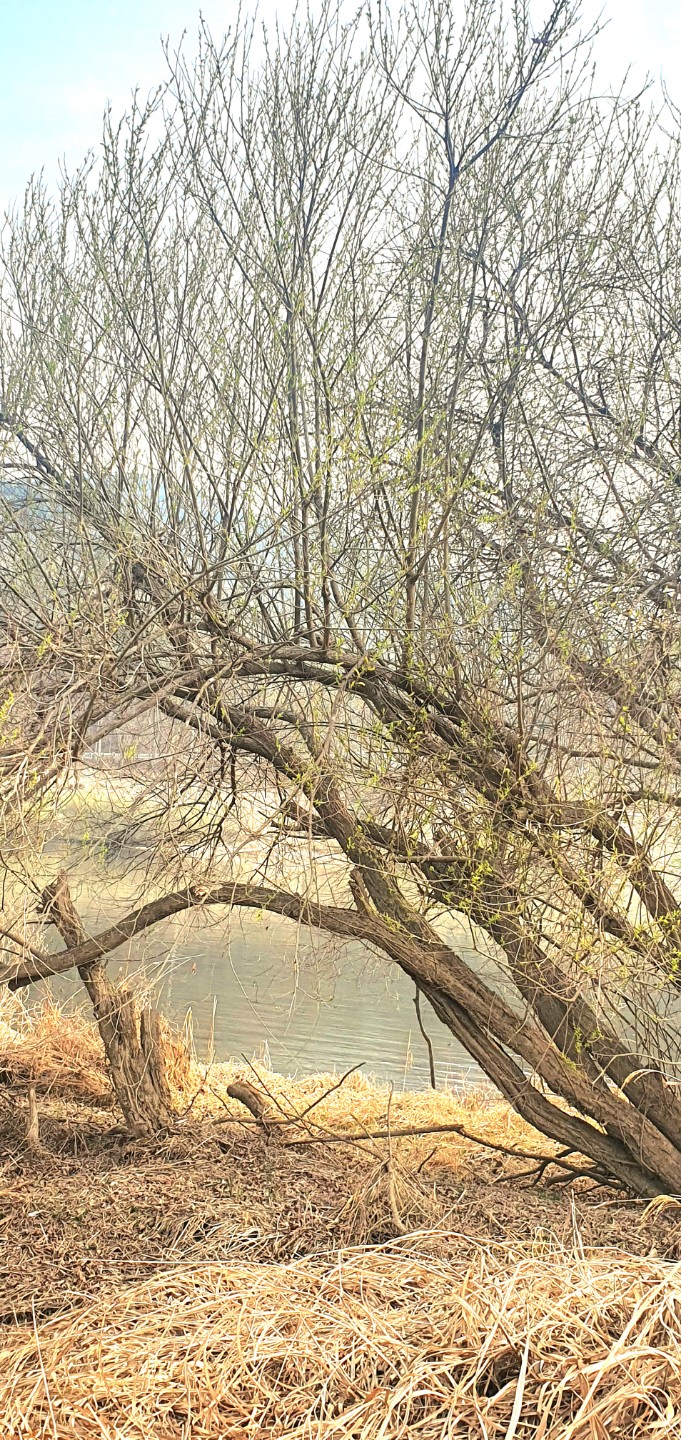 주말에 농장에 갔다가 저녁 동네앞 산책 새벽 비내섬 산책 행복했네요.