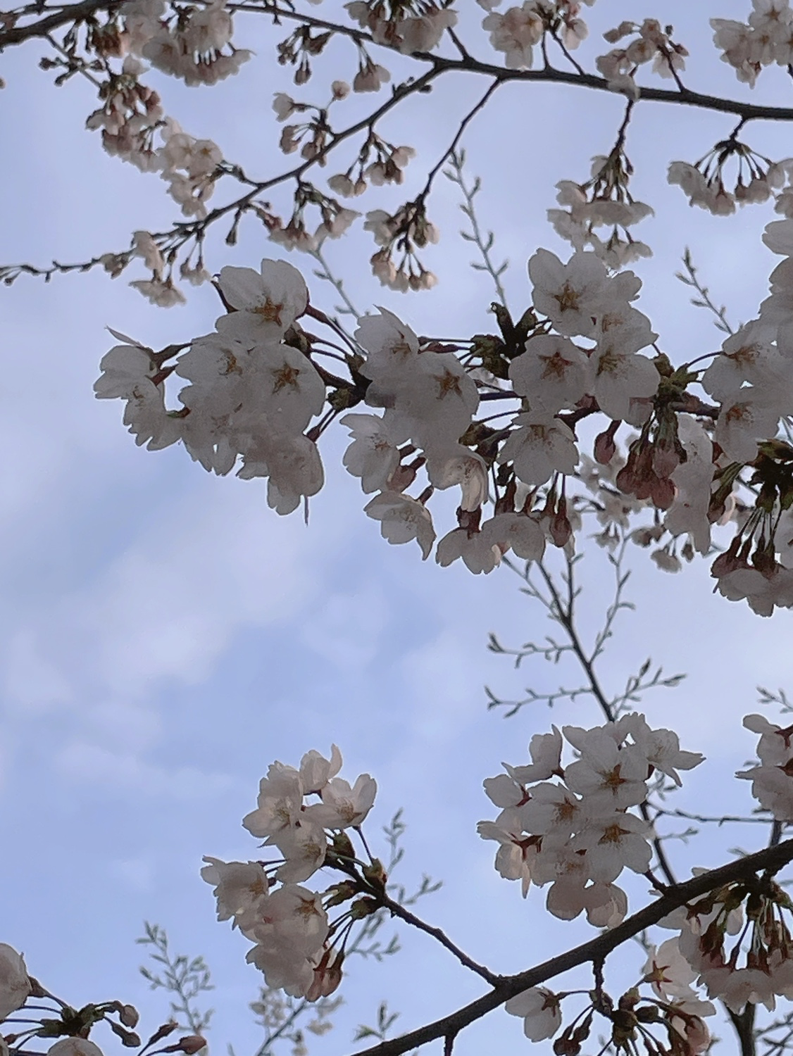 북서울의숲 벚꽃🌸