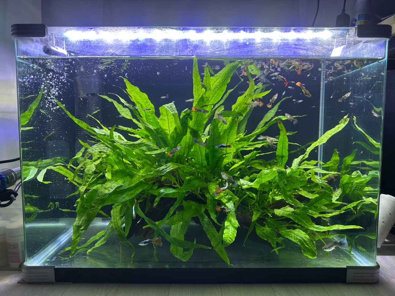 안녕하세요 40대고 물생활 40년 차 입니다