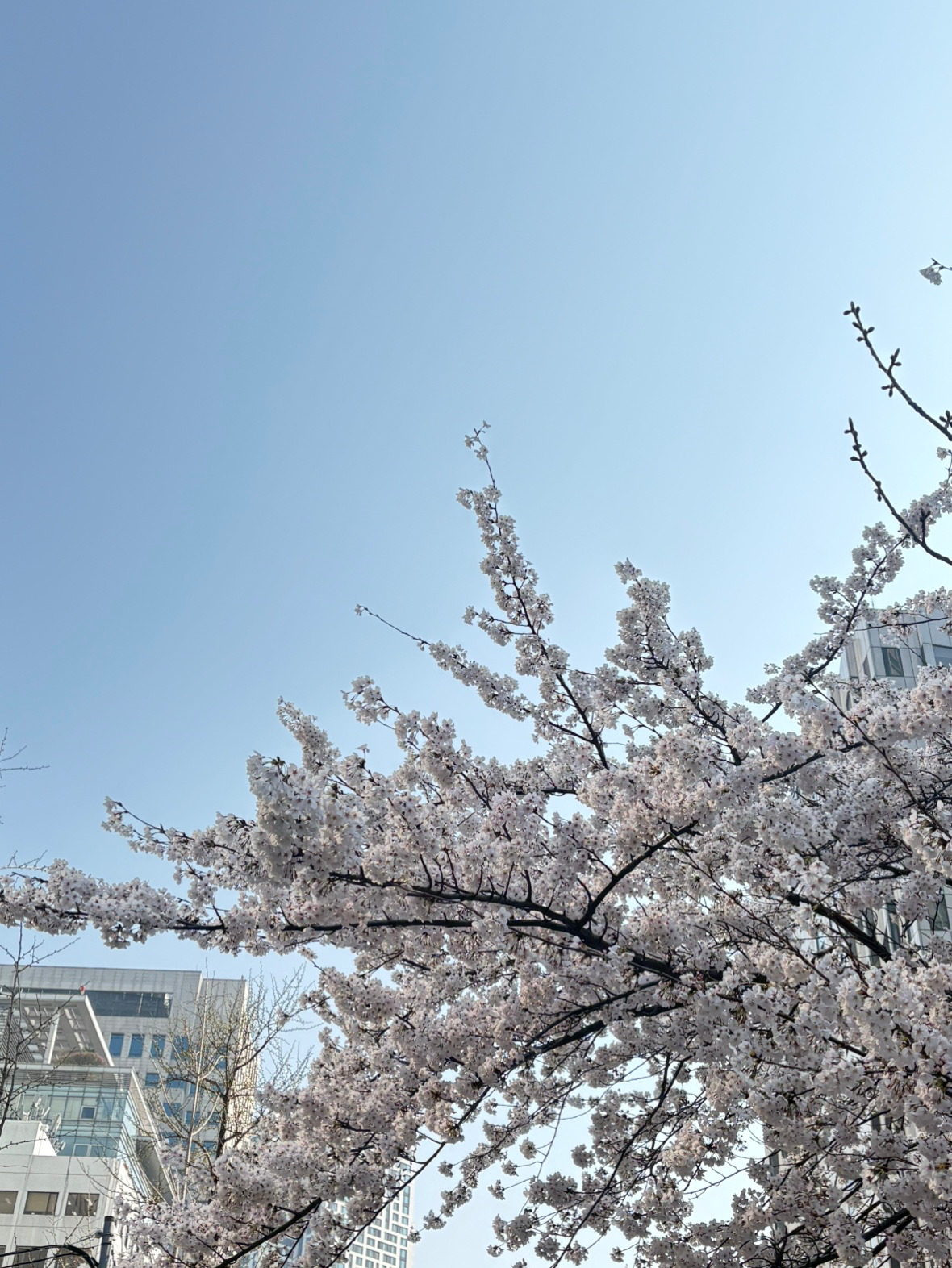 출첵