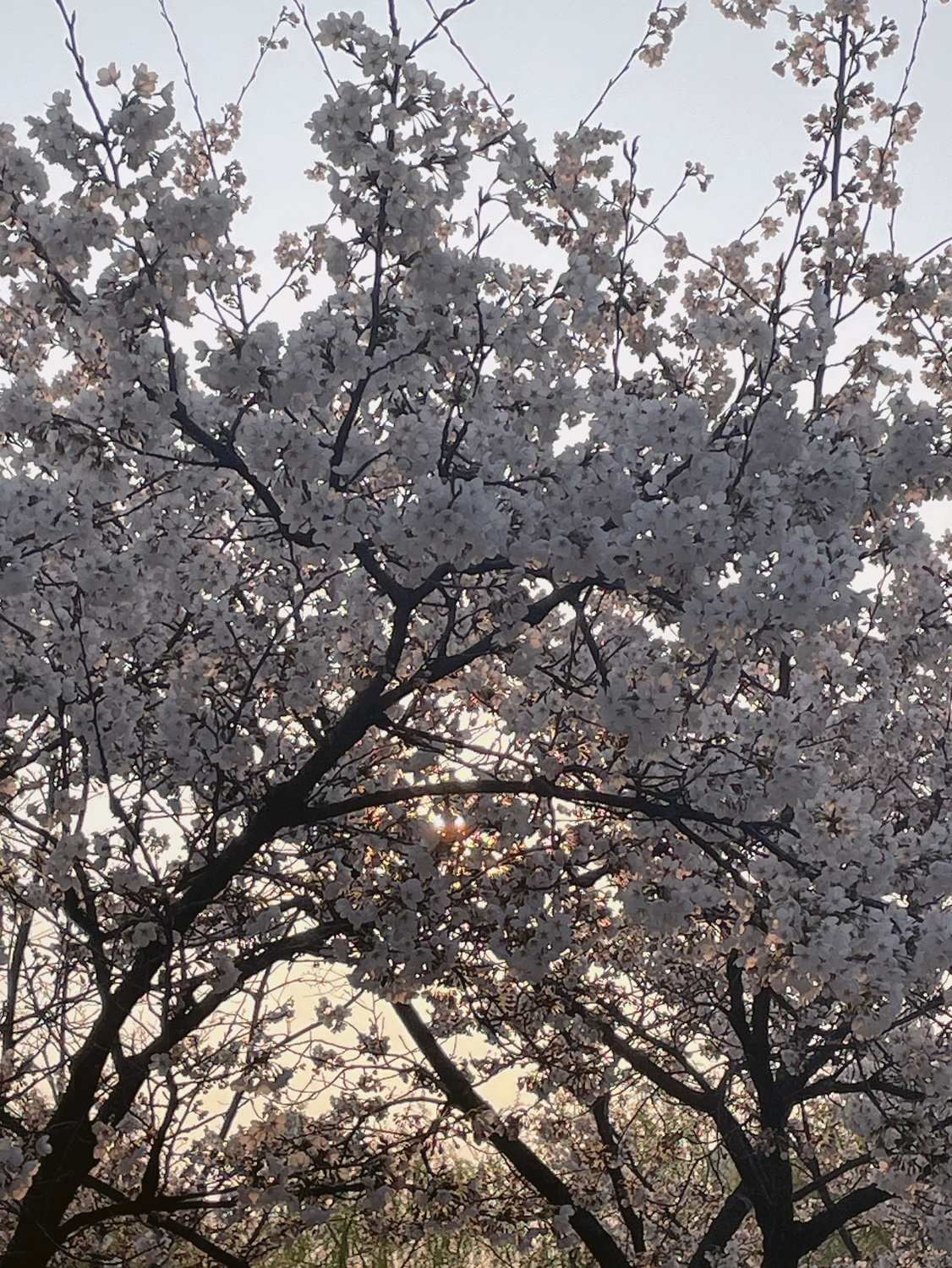 매일 아침 꽃구경🏃🏻‍♀️🌸