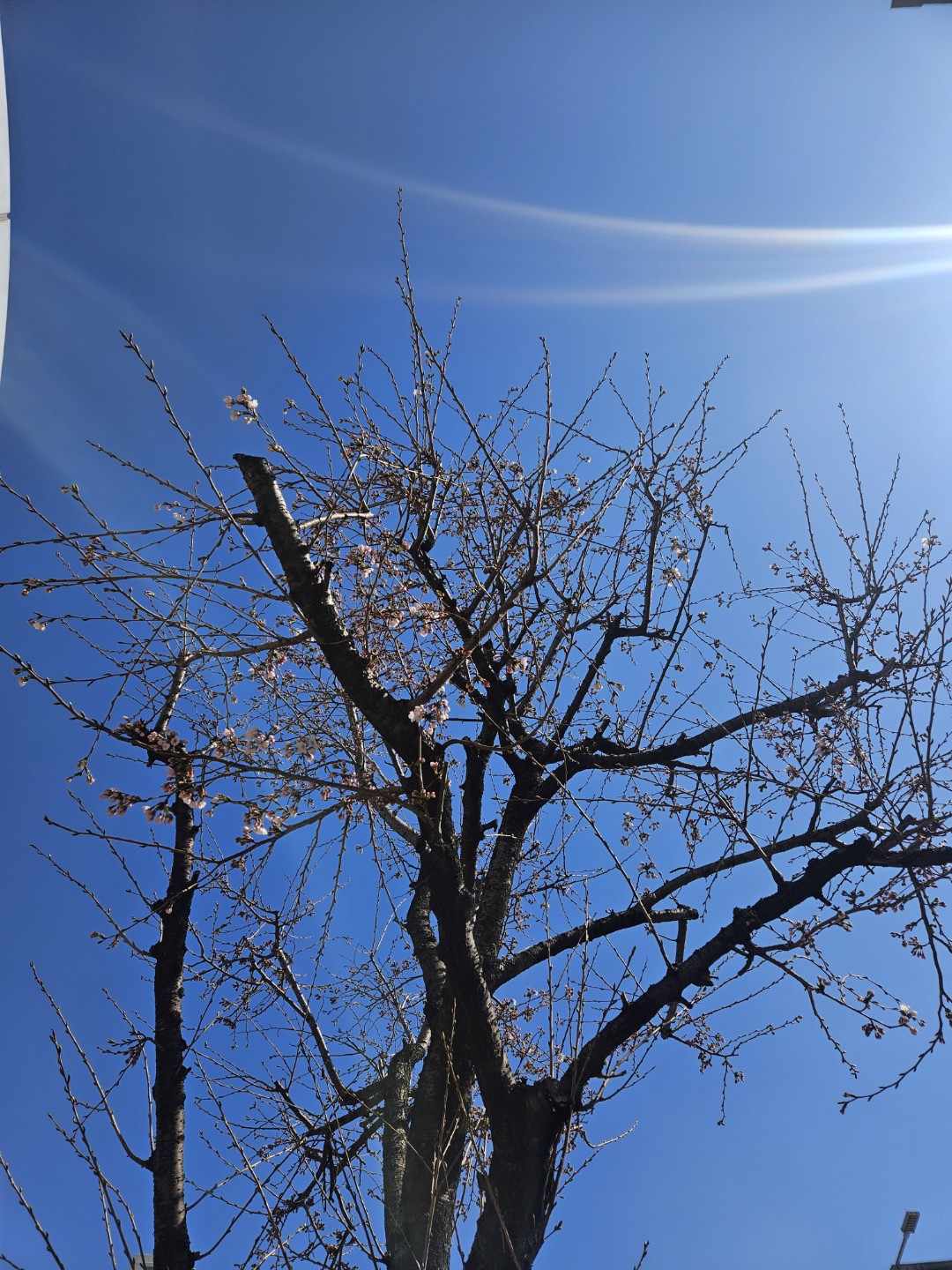 봄날이 느껴집니다