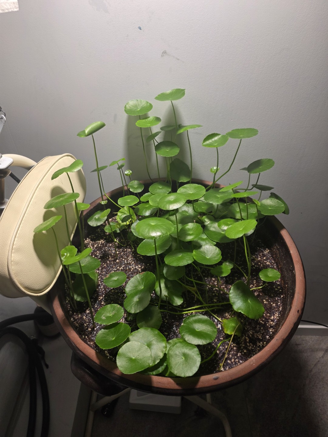 워터코인을 너무 좋아 합니다 키우기도 쉽고