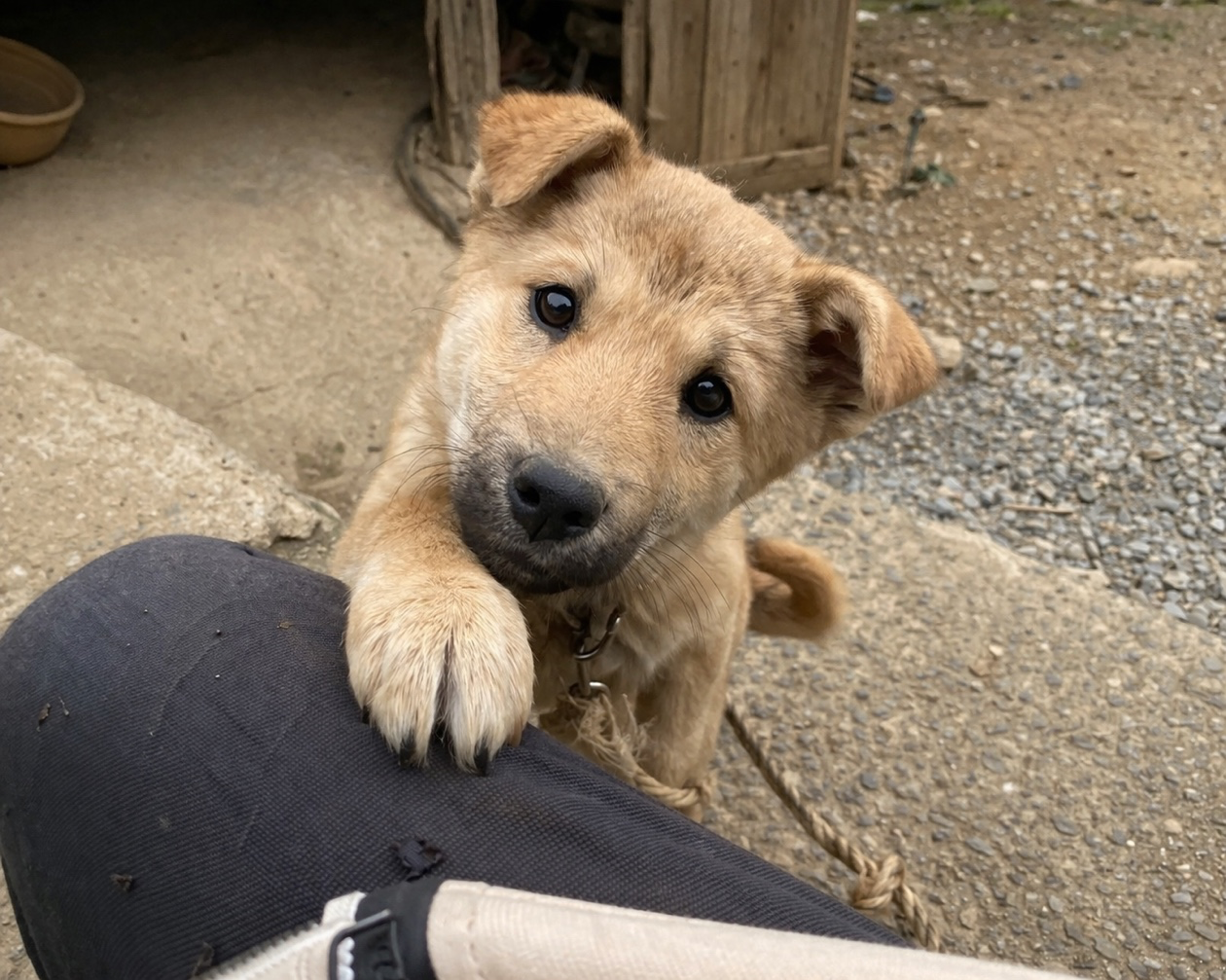 자꾸 강아지가 다가와 손으로 툭툭 건드린다면?