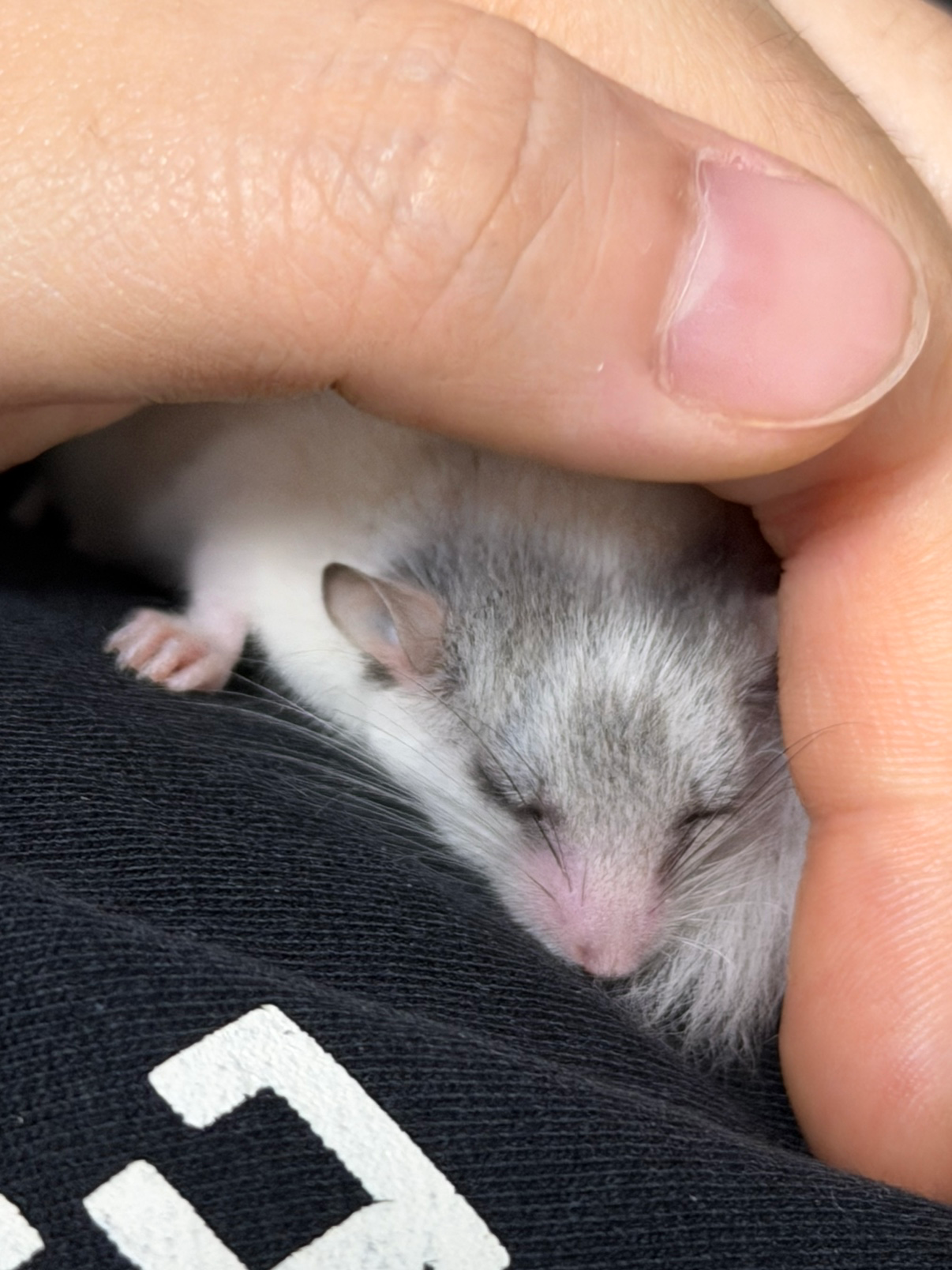 첫째 골든햄스터 공주 오뭉이와 피그미 삼공주 키우는 집사 입니다🐿️🐹