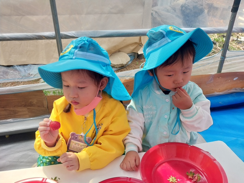 어린이집에서딸기따러다녀왔다네요