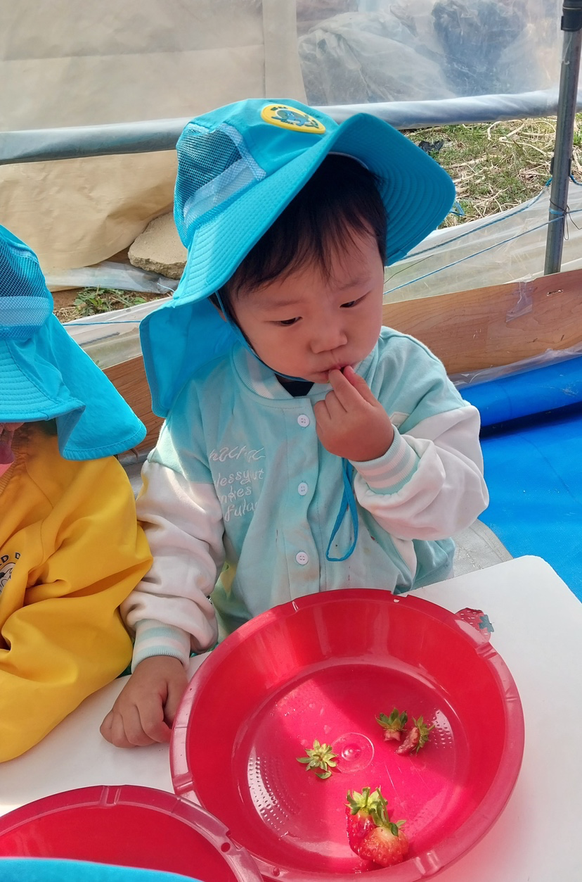 어린이집에서딸기따러다녀왔다네요