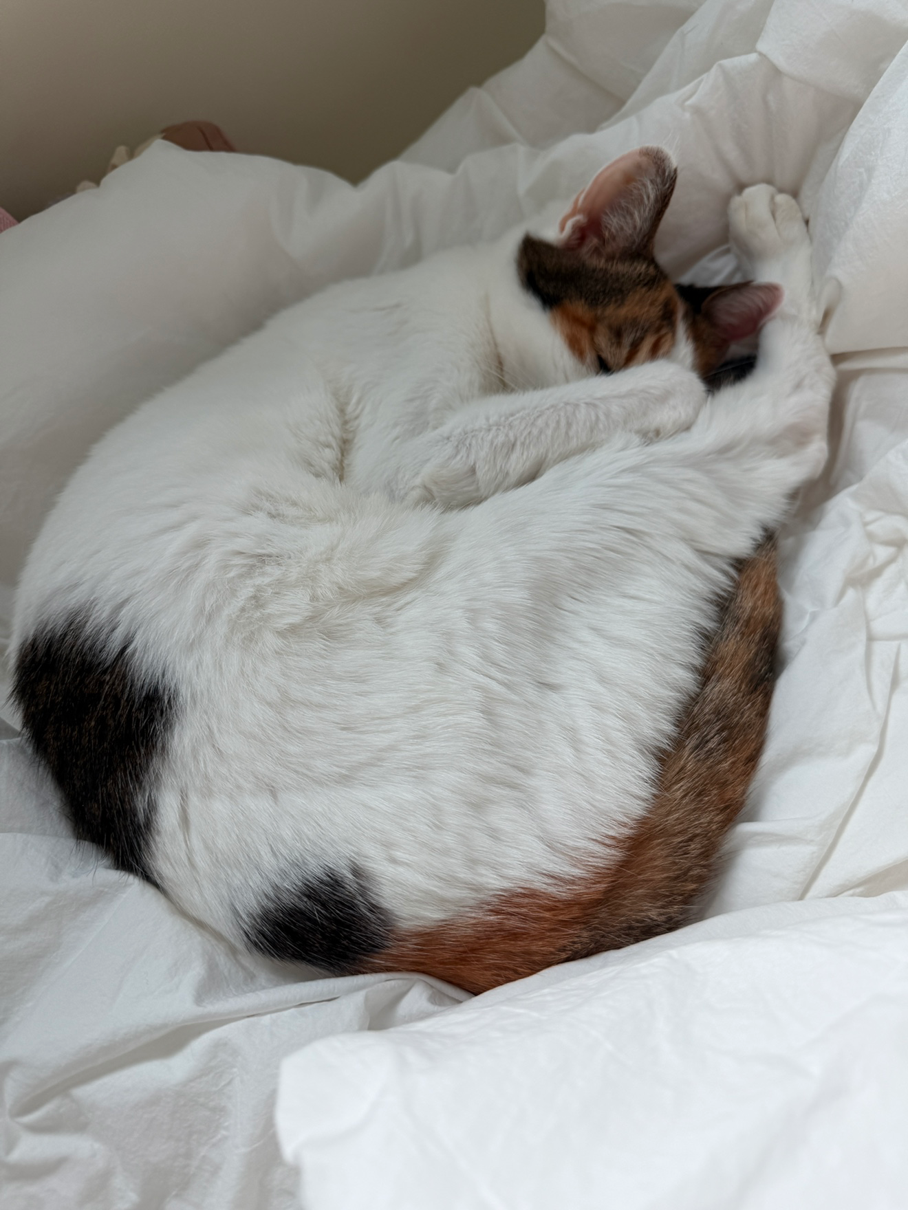 부천 주변 동물병원 추천해주세요