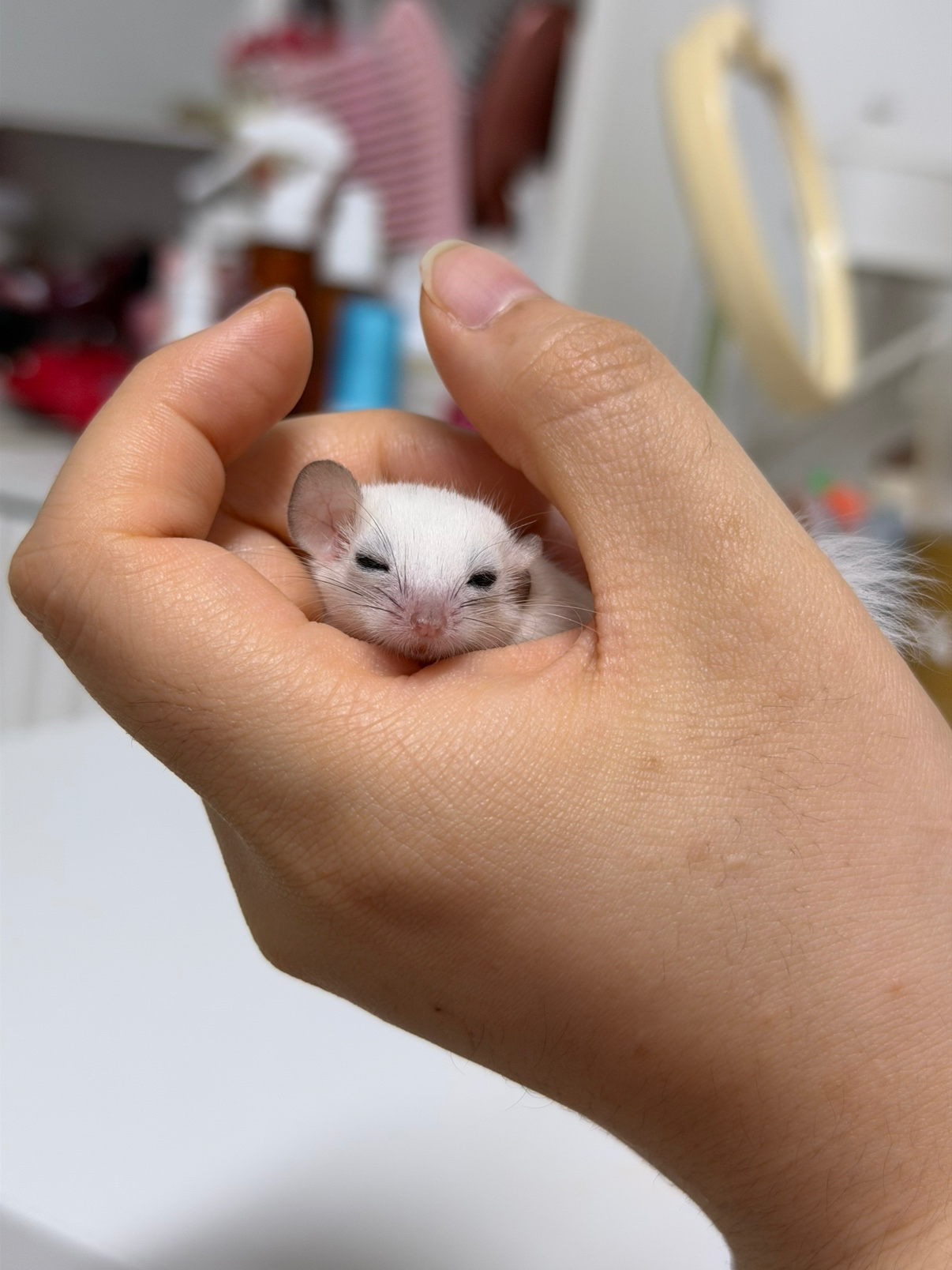 첫째 골든햄스터 공주 오뭉이와 피그미 삼공주 키우는 집사 입니다🐿️🐹