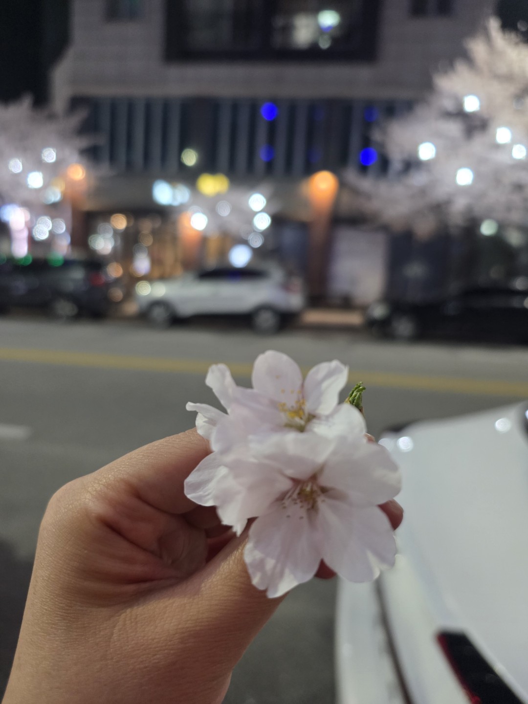 안녕하세요 벚꽃이🌸많이 피었네요.