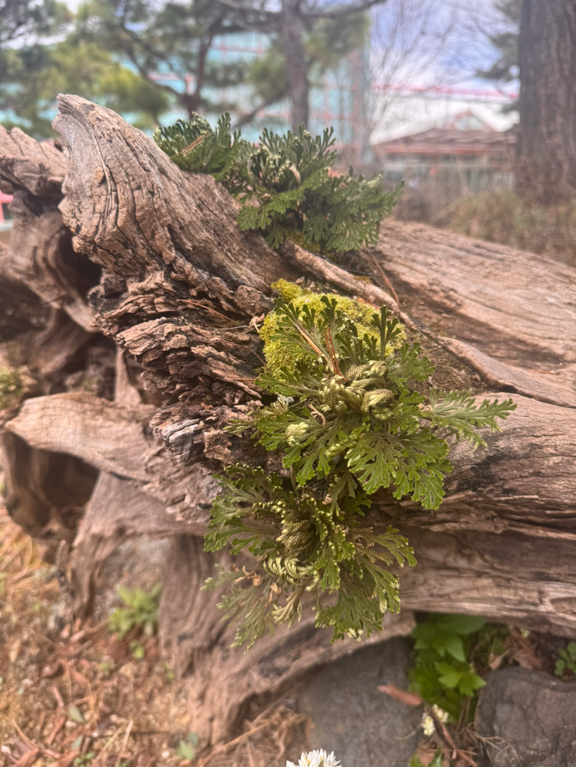 요렇게 해도 예쁘네요~~