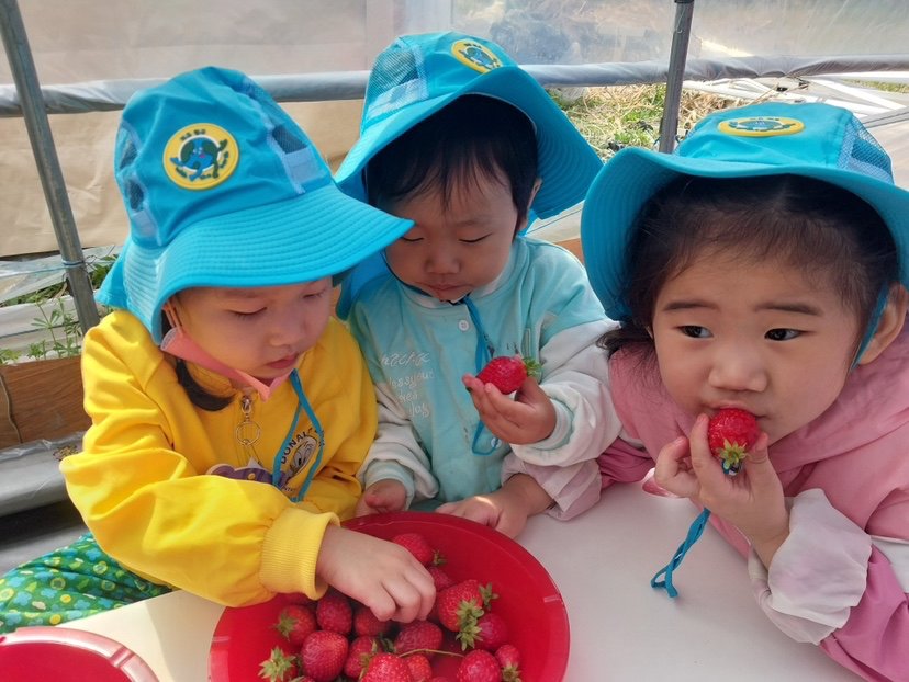 어린이집에서딸기따러다녀왔다네요