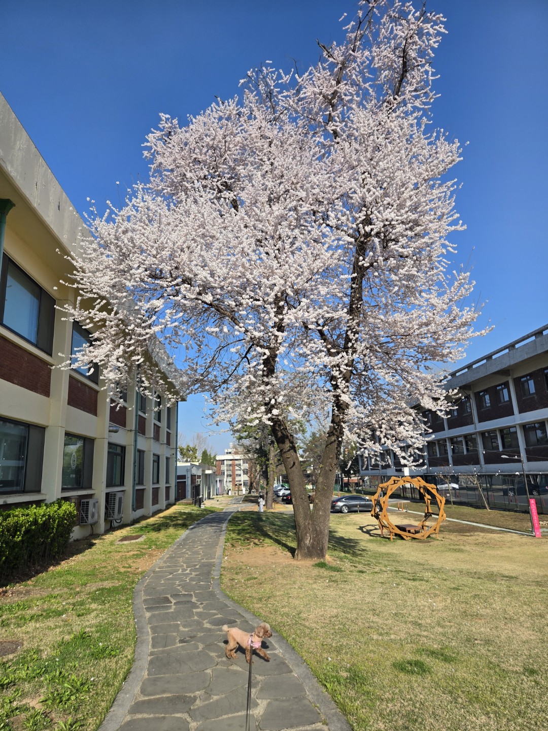 최애 산책 코스 추천해요! 🌳