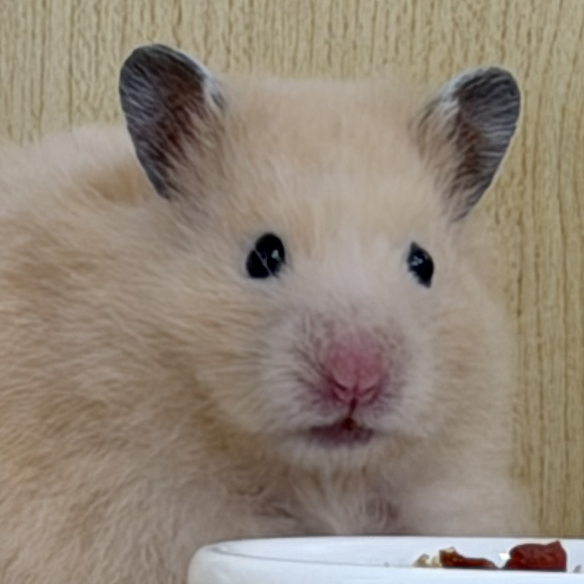 첫째 골든햄스터 공주 오뭉이와 피그미 삼공주 키우는 집사 입니다🐿️🐹