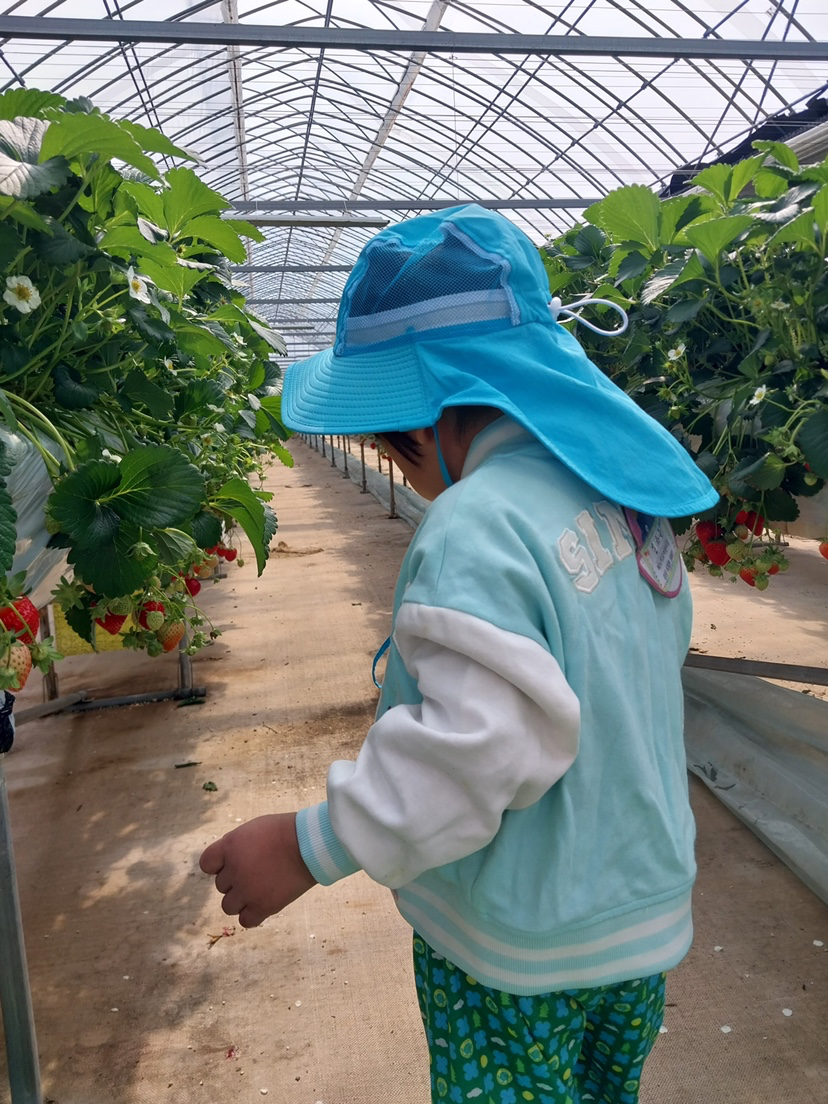 어린이집에서딸기따러다녀왔다네요