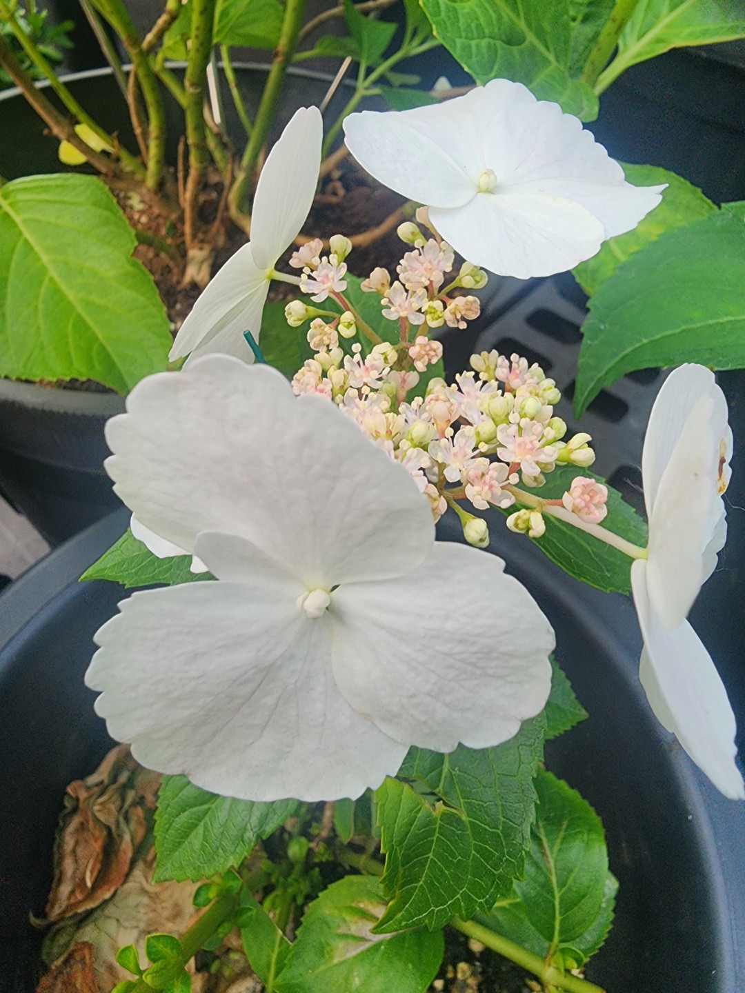 Post image 10