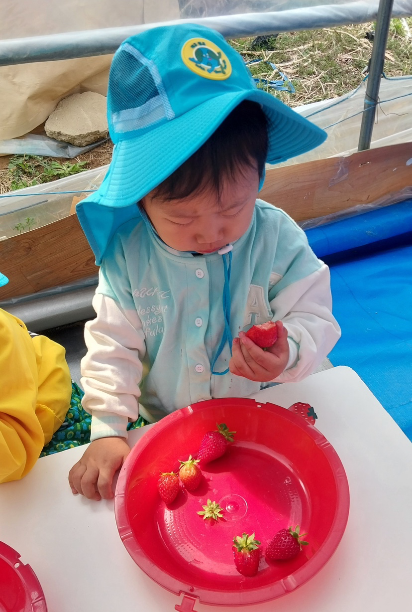 어린이집에서딸기따러다녀왔다네요