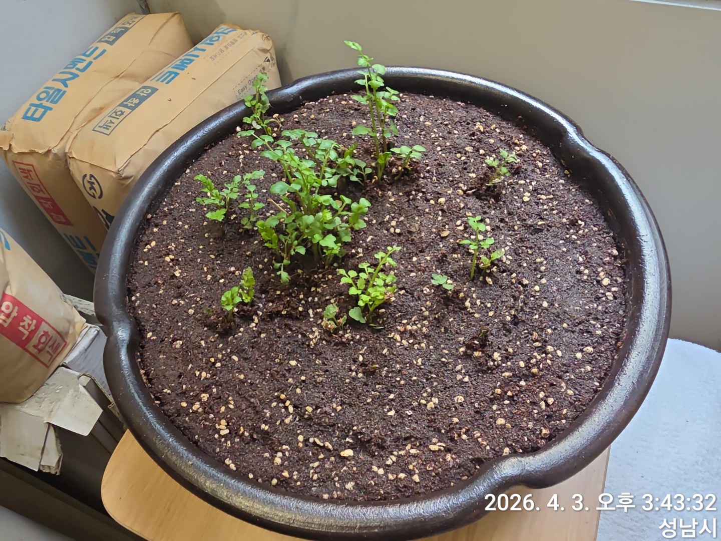 돌미나리 키우기