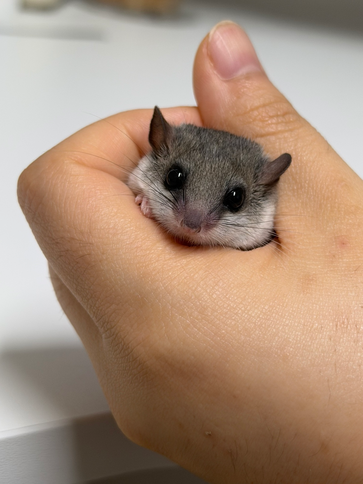 첫째 골든햄스터 공주 오뭉이와 피그미 삼공주 키우는 집사 입니다🐿️🐹