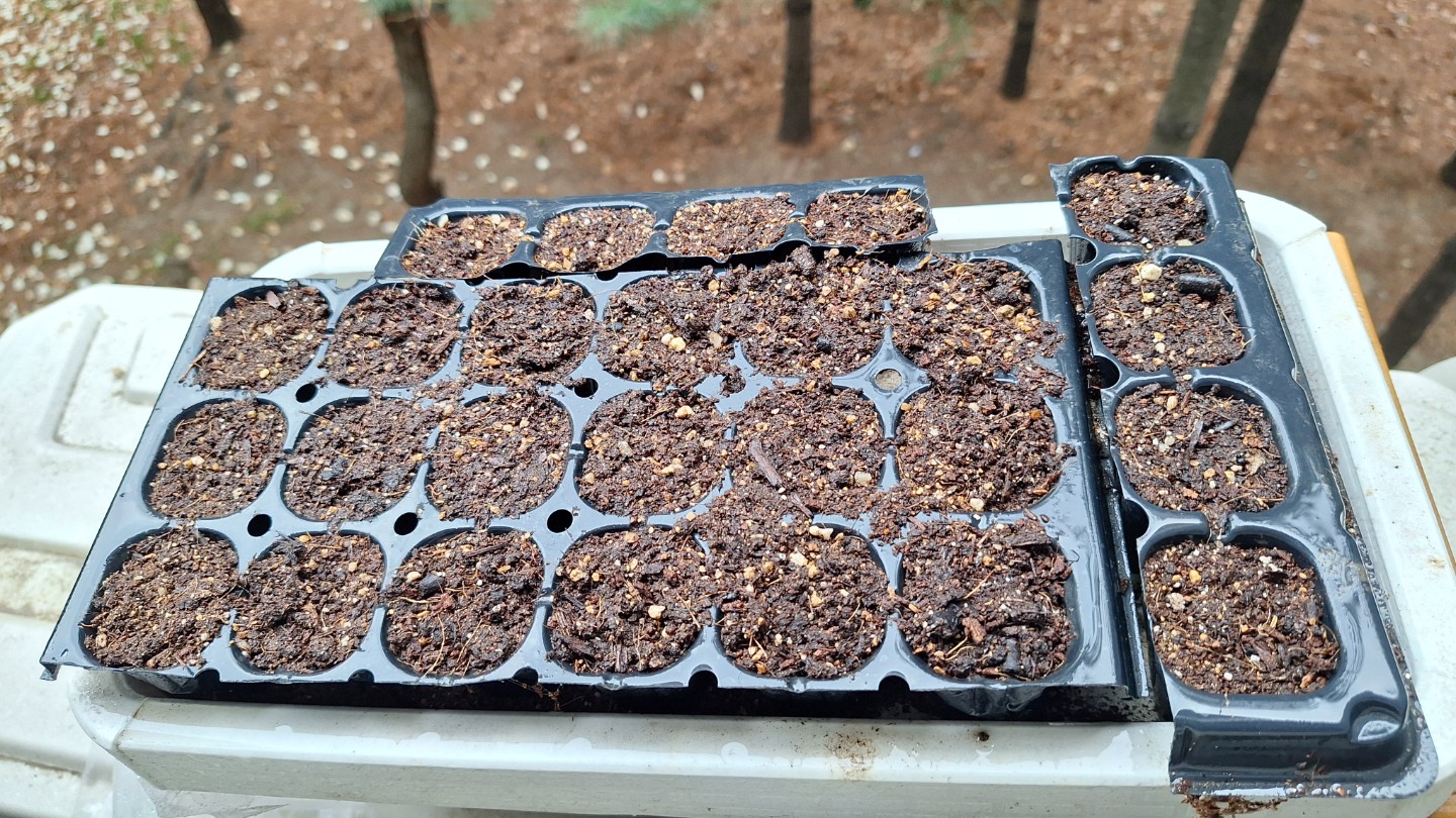 감자와 토마토의 싹.