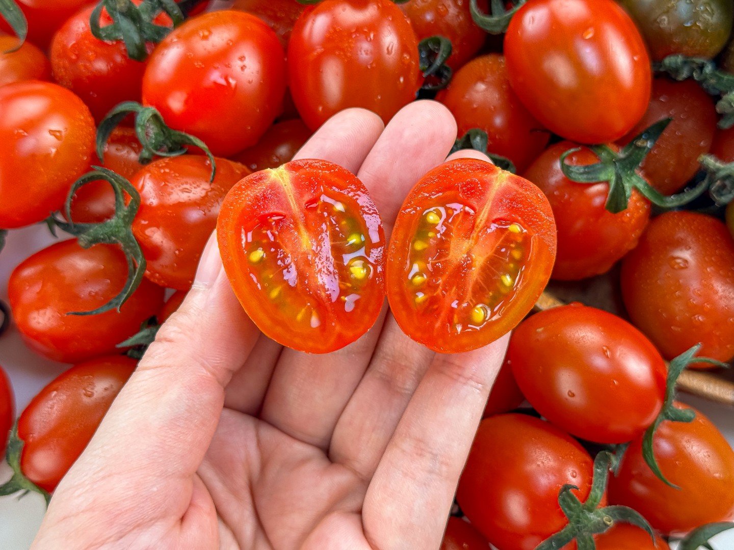 ❤️ 아삭하고 달달한 스테비아 스윗마토 미니스윗마토 ❤️