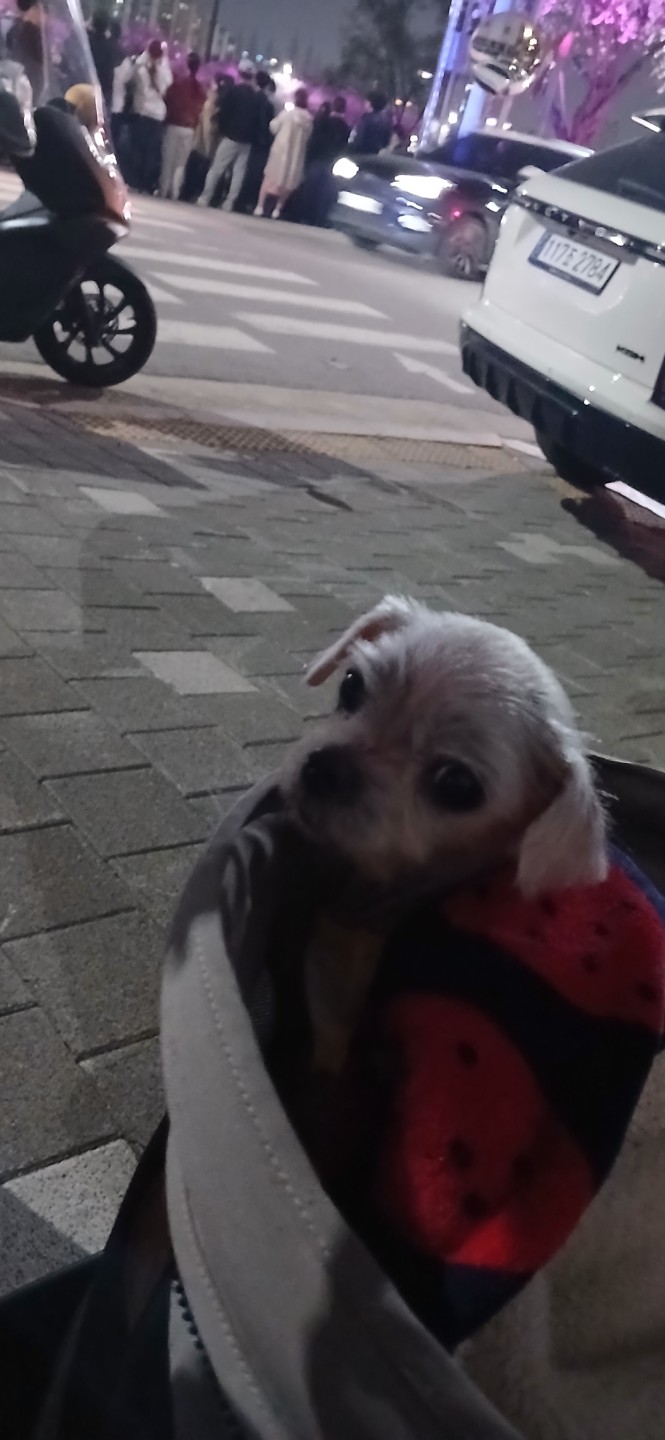 오산천 벗꽃 축제