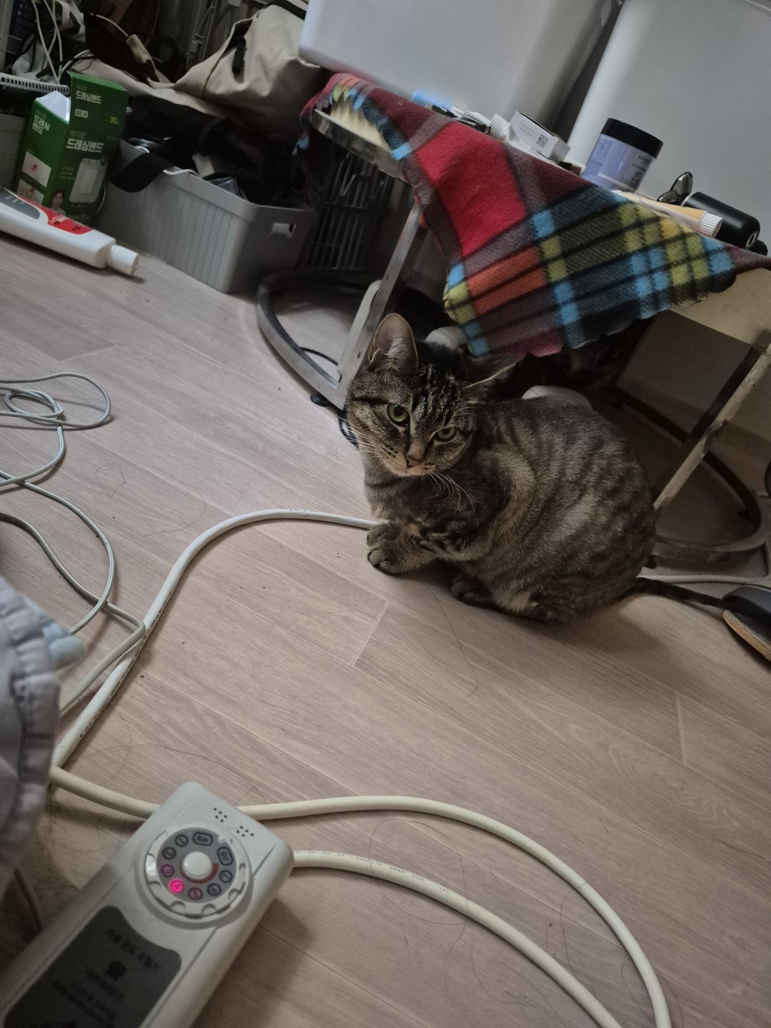 고양이 사랑해!!