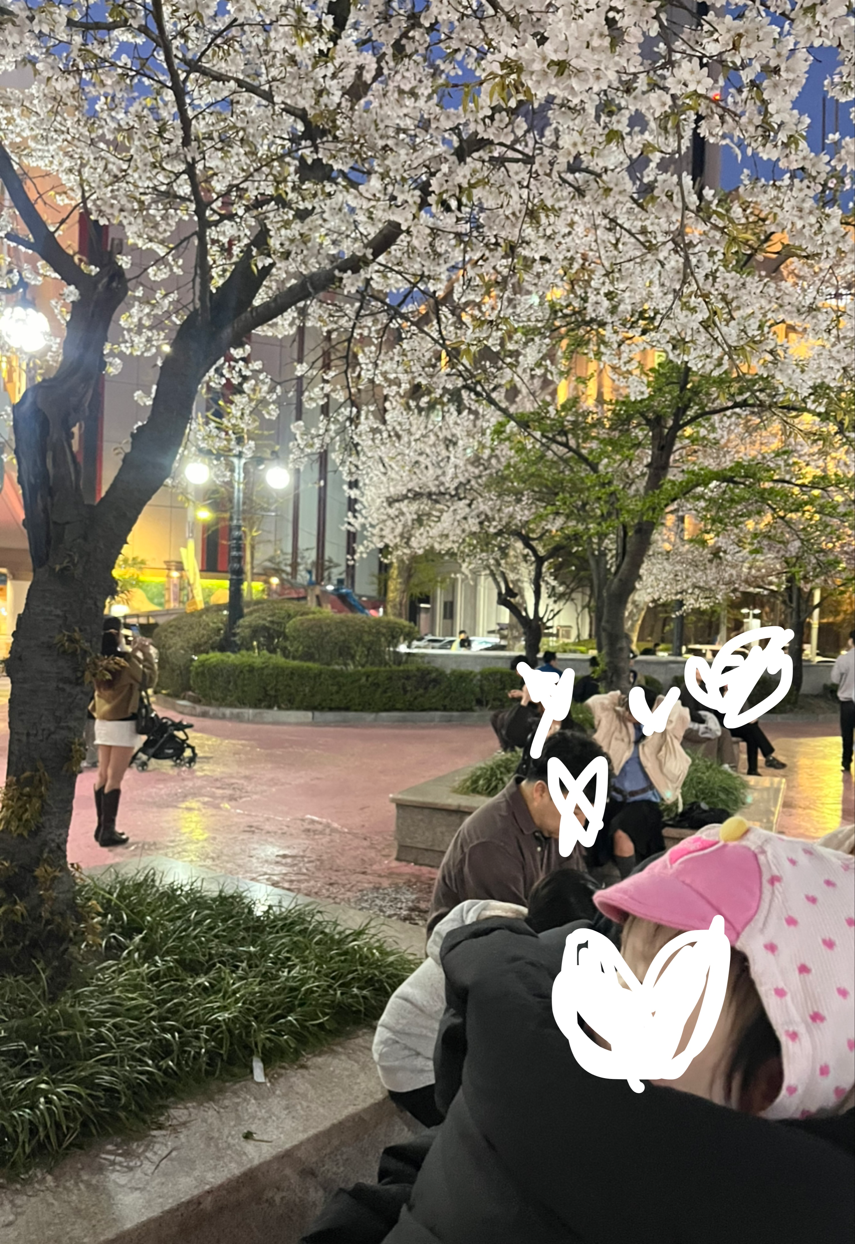 실시간 롯데월드 벚꽃